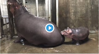 Baby hippo Fiona meets her mum