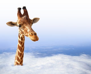 A giraffe head pokes through clouds, the body is not visible