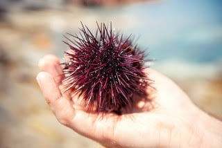 Sea urchin